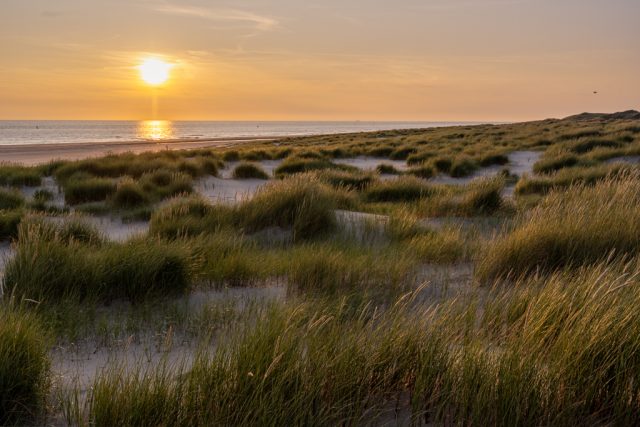 Texel
