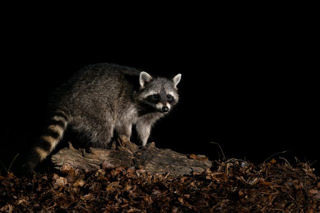Waschbär
