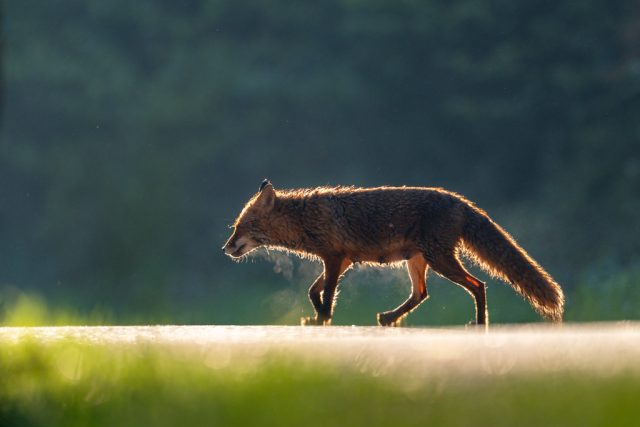 Fuchs (Fähe)