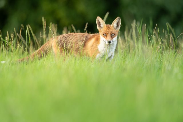 Fuchs