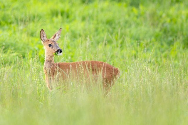 Rehwild (Ricke)