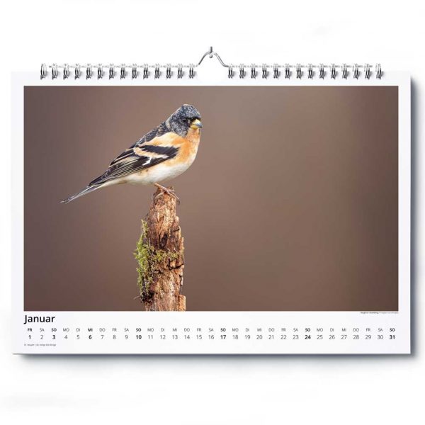„Vogelwelt Ostalb 2027″ – Wandkalender DIN A3 quer