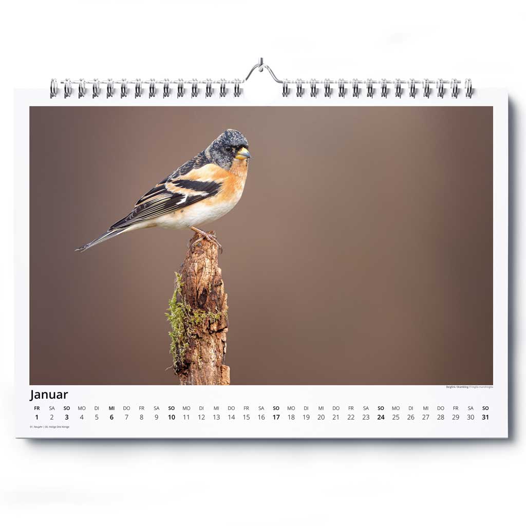 „Vogelwelt Ostalb 2027" - Wandkalender DIN A3 quer – Bild 2
