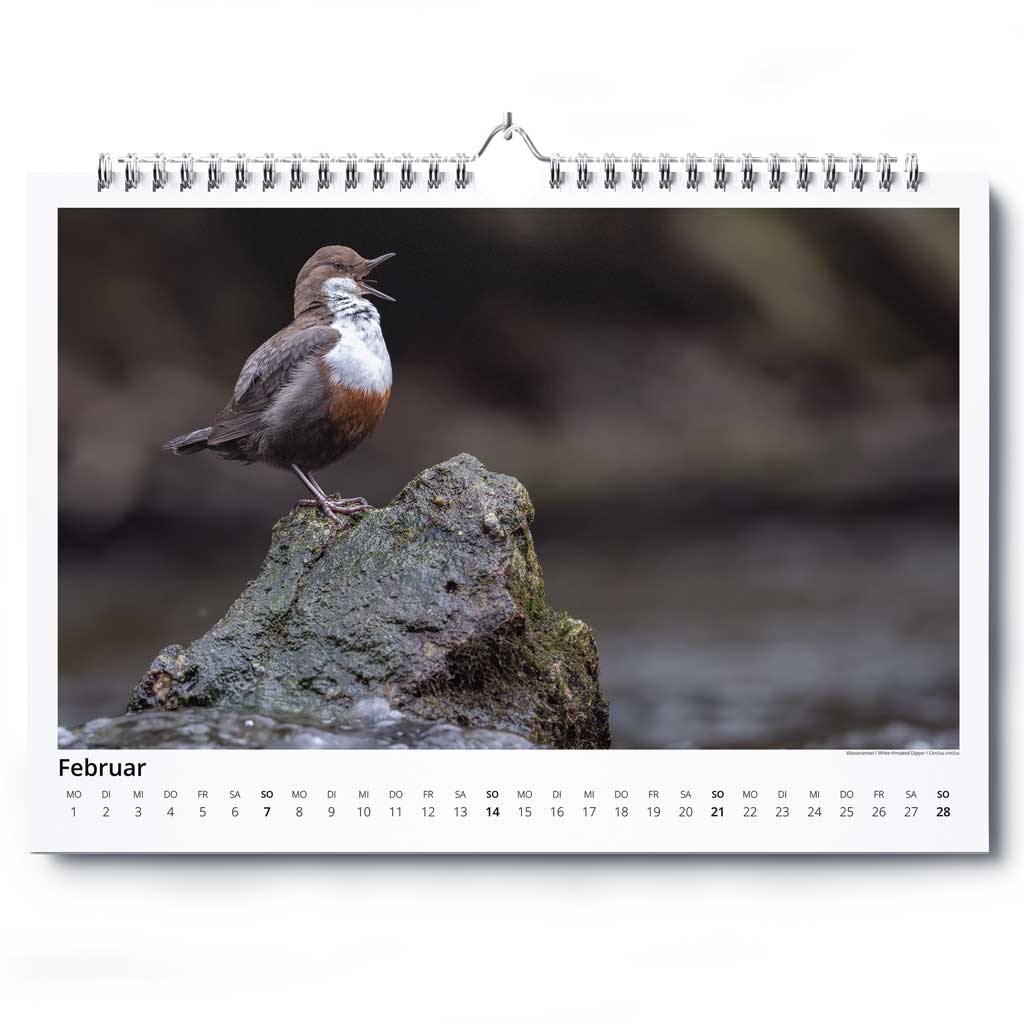„Vogelwelt Ostalb 2027" - Wandkalender DIN A3 quer – Bild 3
