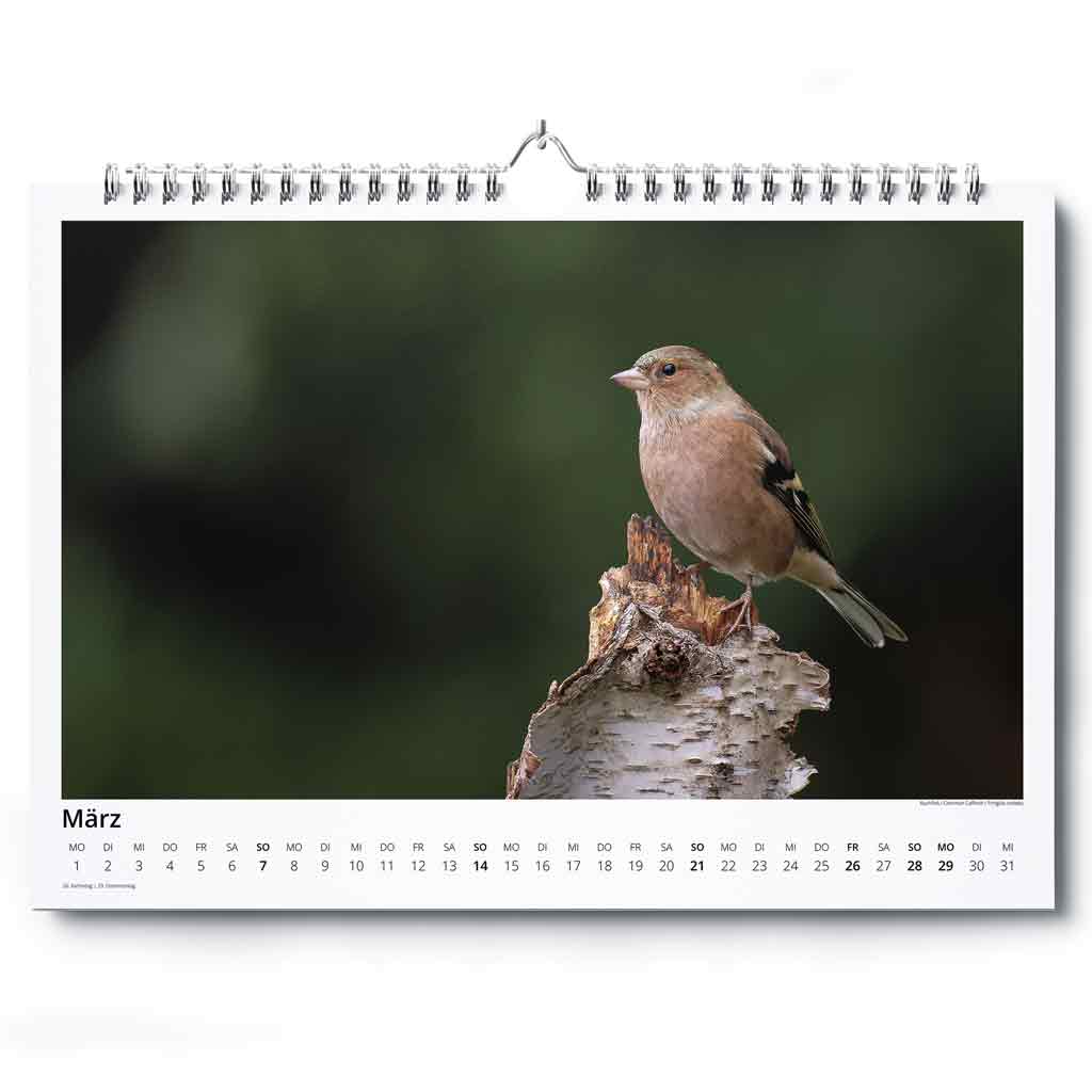 „Vogelwelt Ostalb 2027" - Wandkalender DIN A3 quer – Bild 4
