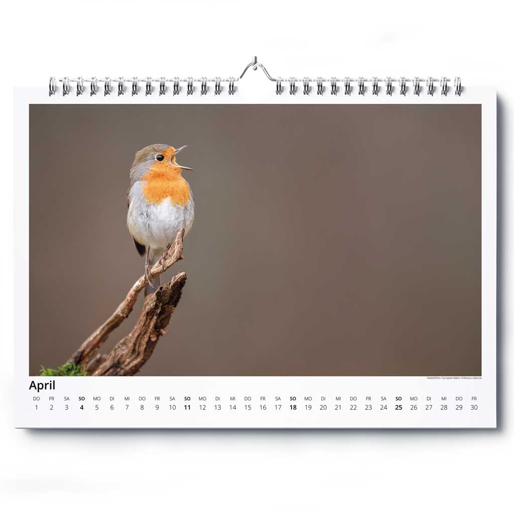 „Vogelwelt Ostalb 2027" - Wandkalender DIN A3 quer – Bild 5