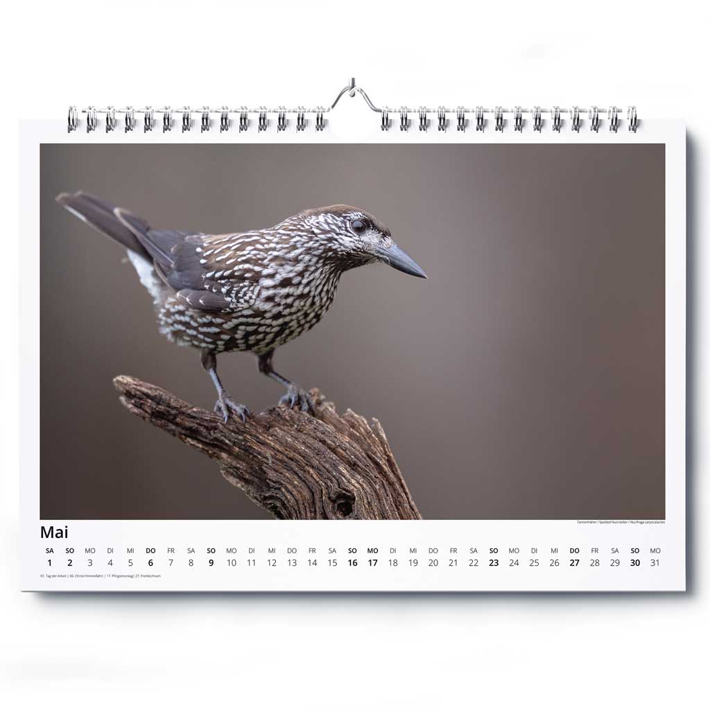 „Vogelwelt Ostalb 2027" - Wandkalender DIN A3 quer – Bild 6