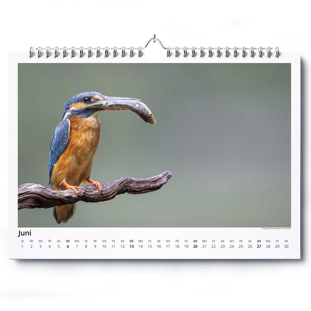 „Vogelwelt Ostalb 2027" - Wandkalender DIN A3 quer – Bild 7