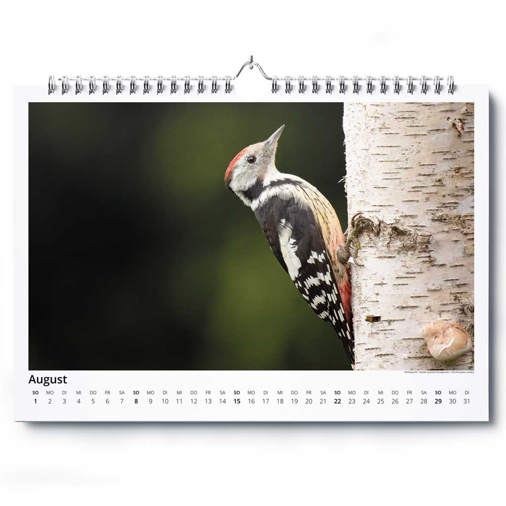 „Vogelwelt Ostalb 2027" - Wandkalender DIN A3 quer – Bild 9