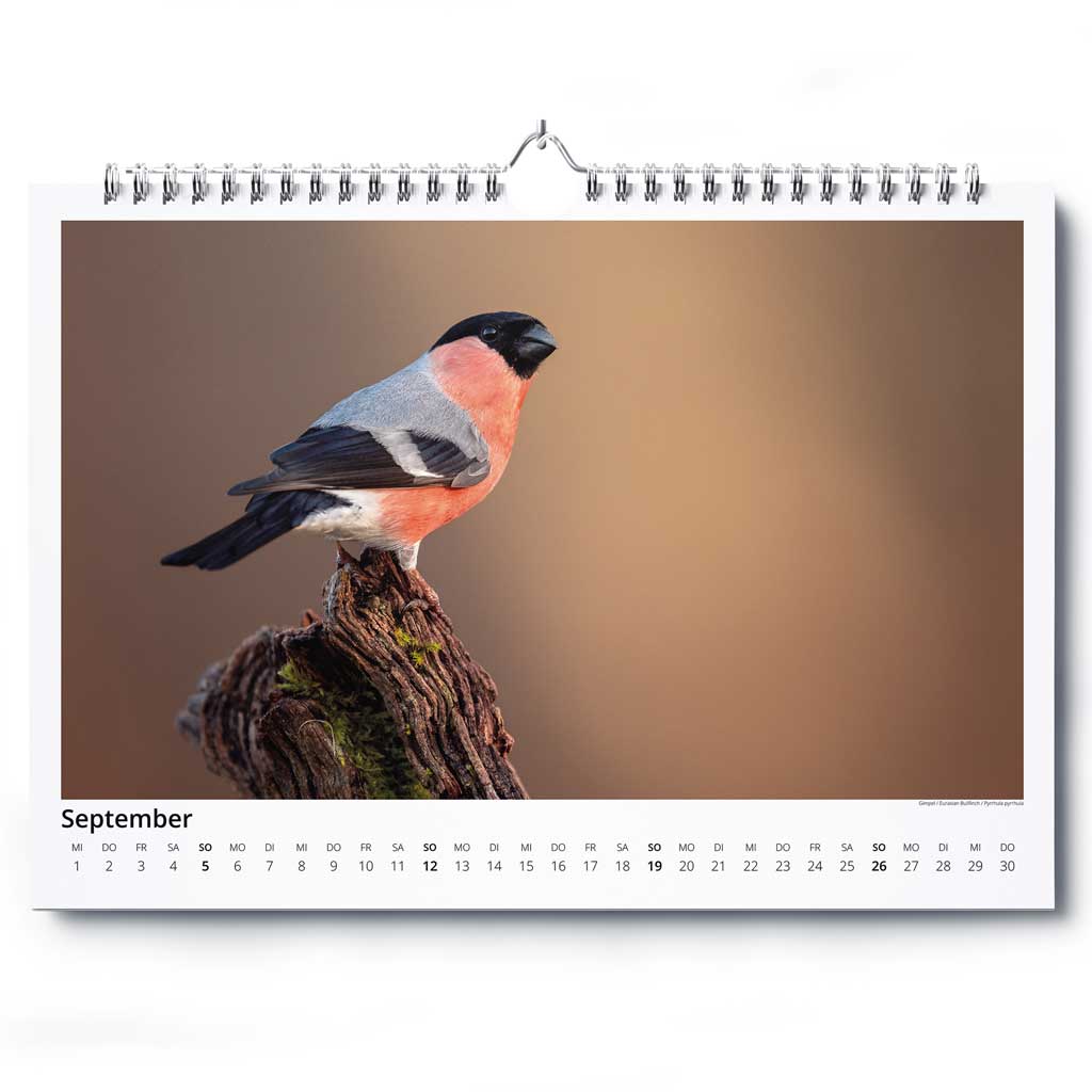 „Vogelwelt Ostalb 2027" - Wandkalender DIN A3 quer – Bild 10