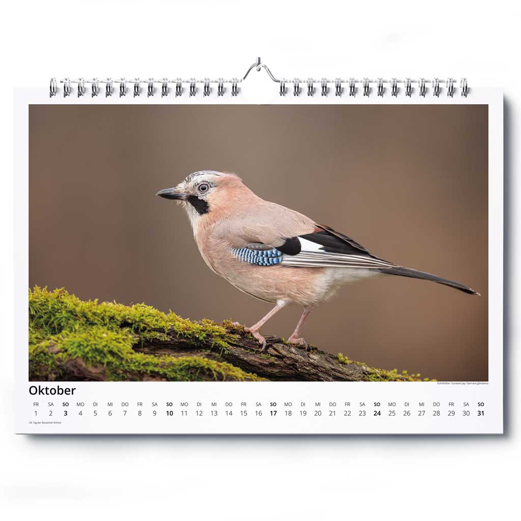 „Vogelwelt Ostalb 2027" - Wandkalender DIN A3 quer – Bild 11