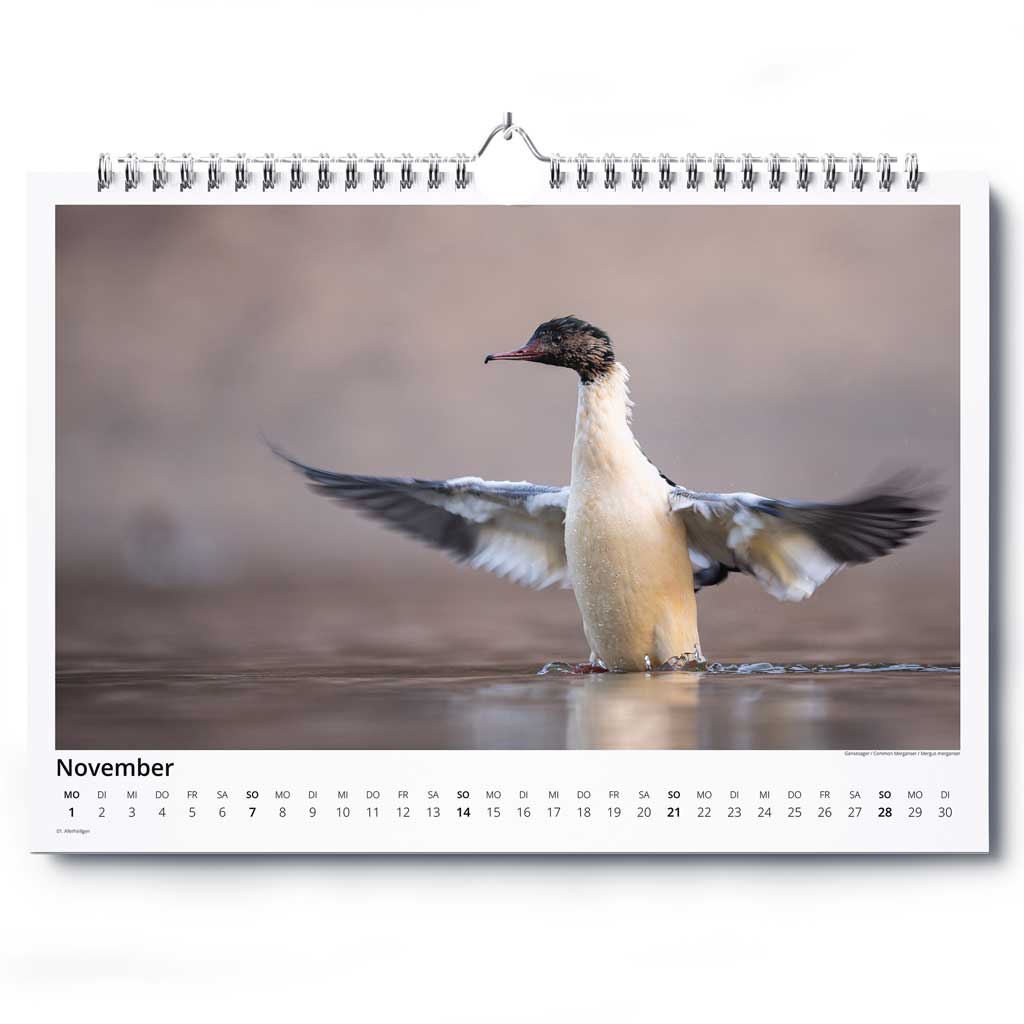„Vogelwelt Ostalb 2027" - Wandkalender DIN A3 quer – Bild 12